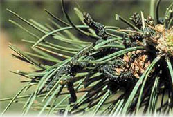 Bull pine sawfly, Zadiprion townsendi, larvae