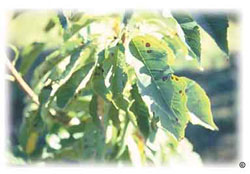 Coryneum blight infection on cherry leaves