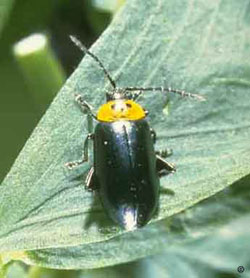 Flea beetle adult