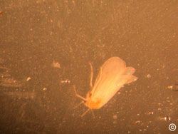 Adult greenhouse whitefly