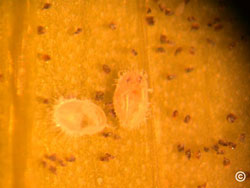 Greenhouse whitefly crawler and eggs