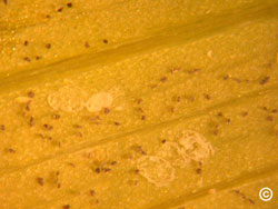 Greenhouse whitefly pupae