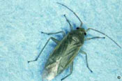 Adult honeylocust plant bug