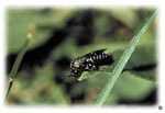 Brownheaded ash sawfly, Tomostethus multicintus, adult