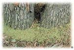 Brownheaded ash sawfly, dislodged larvae massed at base of tree