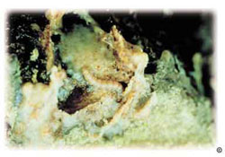 Pinon pitch mass borer larva in trunk of pinon