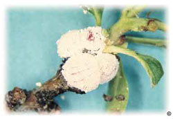 Hawthorn mealybugs