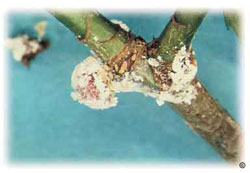 Hawthorn mealybug, adult female and crawlers