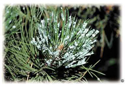 Woolly pine aphids