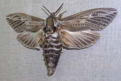 miller moth