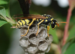 european paper wasp
