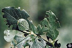 leaf notching characteristic of root weevil adults