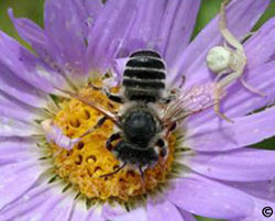 leafcutter bee (and crab spider) visiting flower