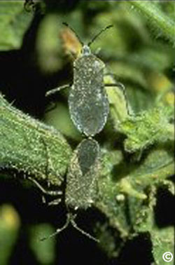 mating pair of squash bugs