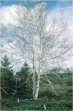 birch tree woody