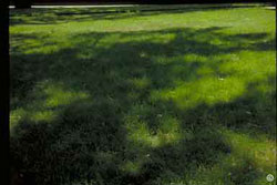 Growing grass in the shade