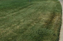 Fertilizing lawns in spring & summer