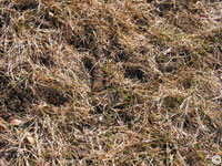 Lawn aeration:  during drought