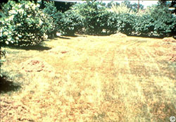 Fall lawn fertilization:  during drought