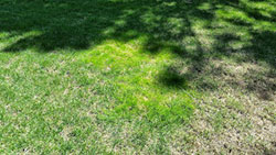 Annual bluegrass (Poa annua) invasion is favored by cool, rainy weather.