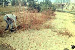 Pruning shrubs