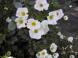 White blooming shrub rose