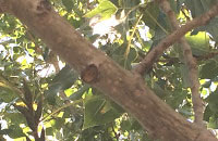Socket on tree branch