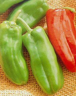 Red and green harvested chiles
