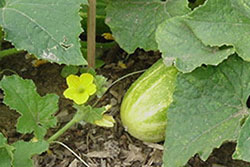 Cucumber fruit and yellow flower on vine