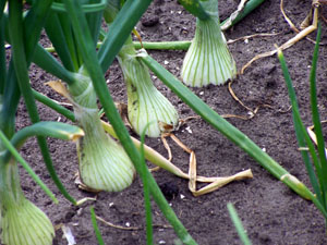 onions in garden