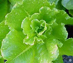 Cultural tips for leafy vegetables