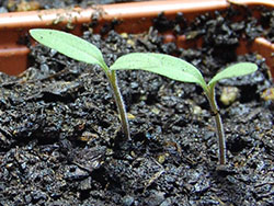 Tomato plants from seed