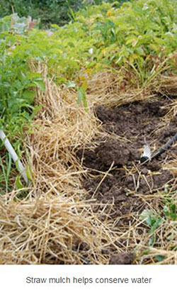 Straww mulch helps conserve water