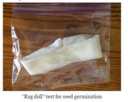 Rag Doll test for seed germination