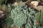 Sea Foam Artemisia