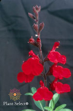 Furman's Red Sage