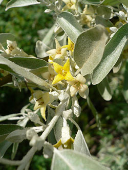 russian olive