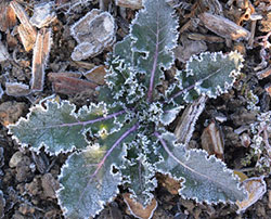 Frost on strawberries