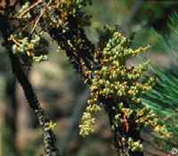 Ponderosa pine dwarf mistletoe plants