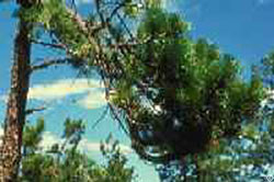 Witches' brooms -- dense, multiple branches on lodgepole pine infected with dwarf mistletoe