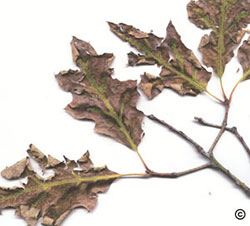 Tree leaf scorch
