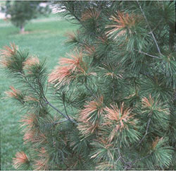 Pinus Stroba burn
