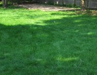 Fertilize lawn