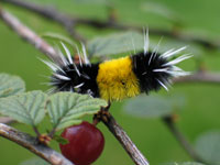 Wollybear Caterpillar