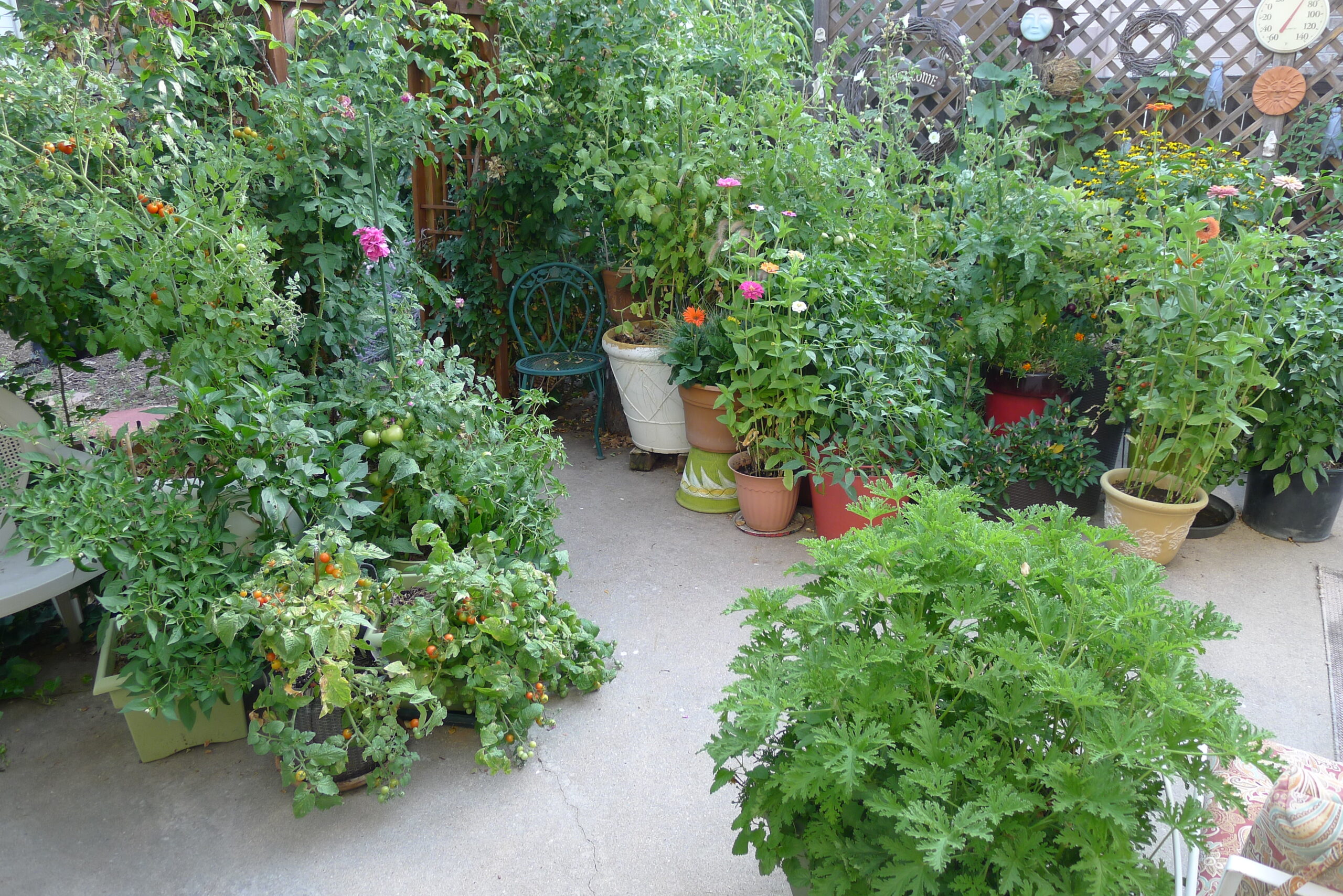 A patio with many potted flowers and vegetables