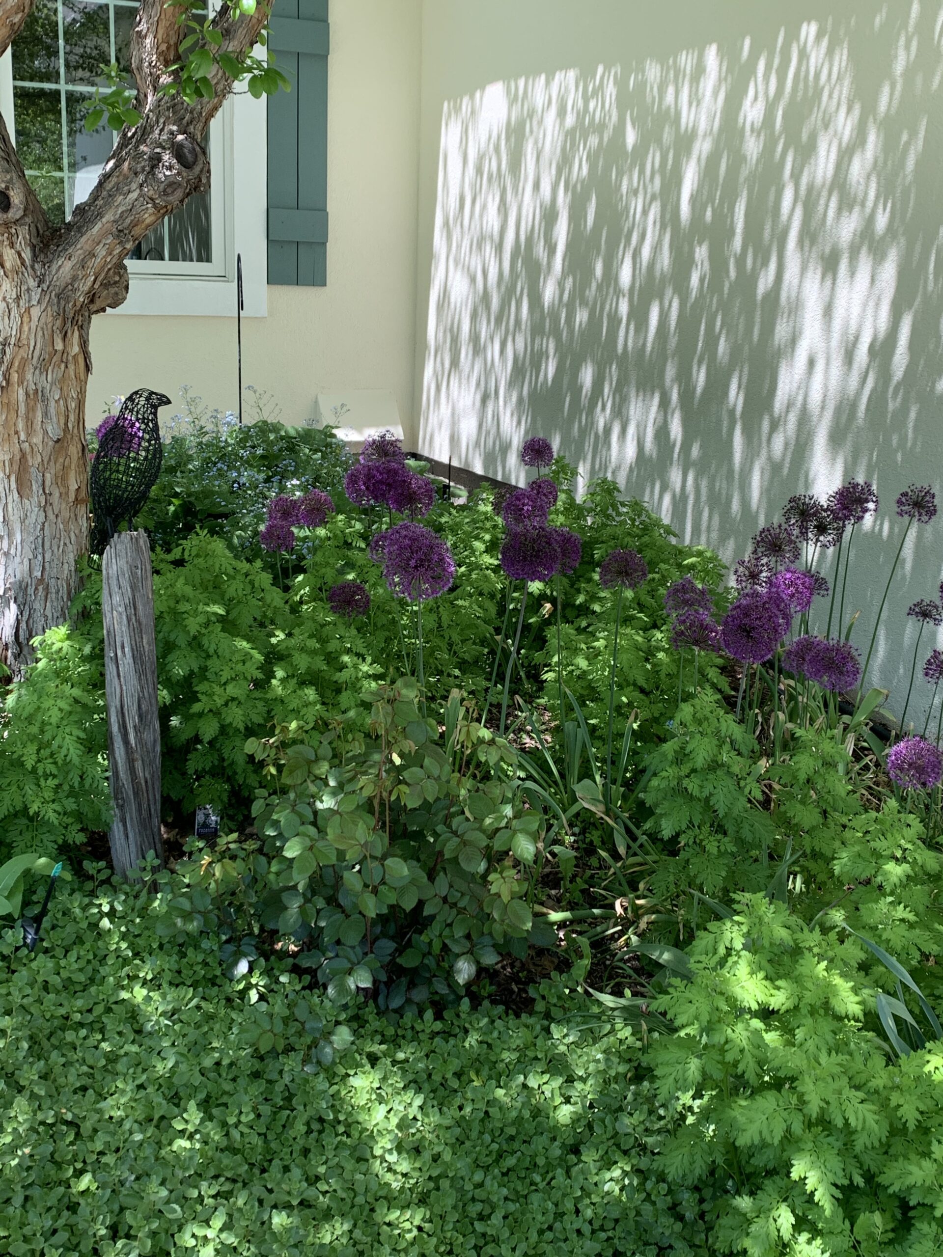Purple alliums in a garden