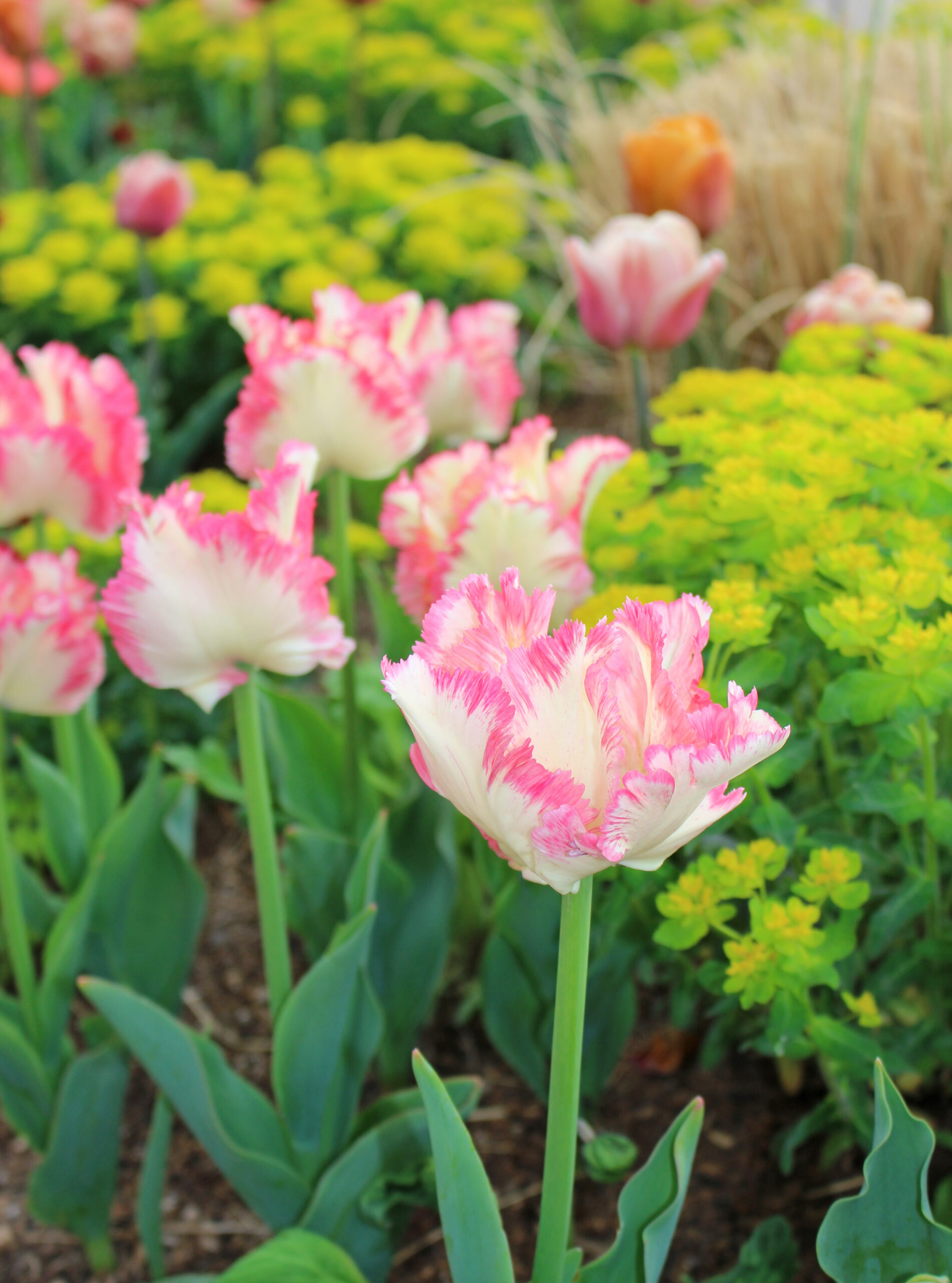 White and pink fringed tulips in a garden