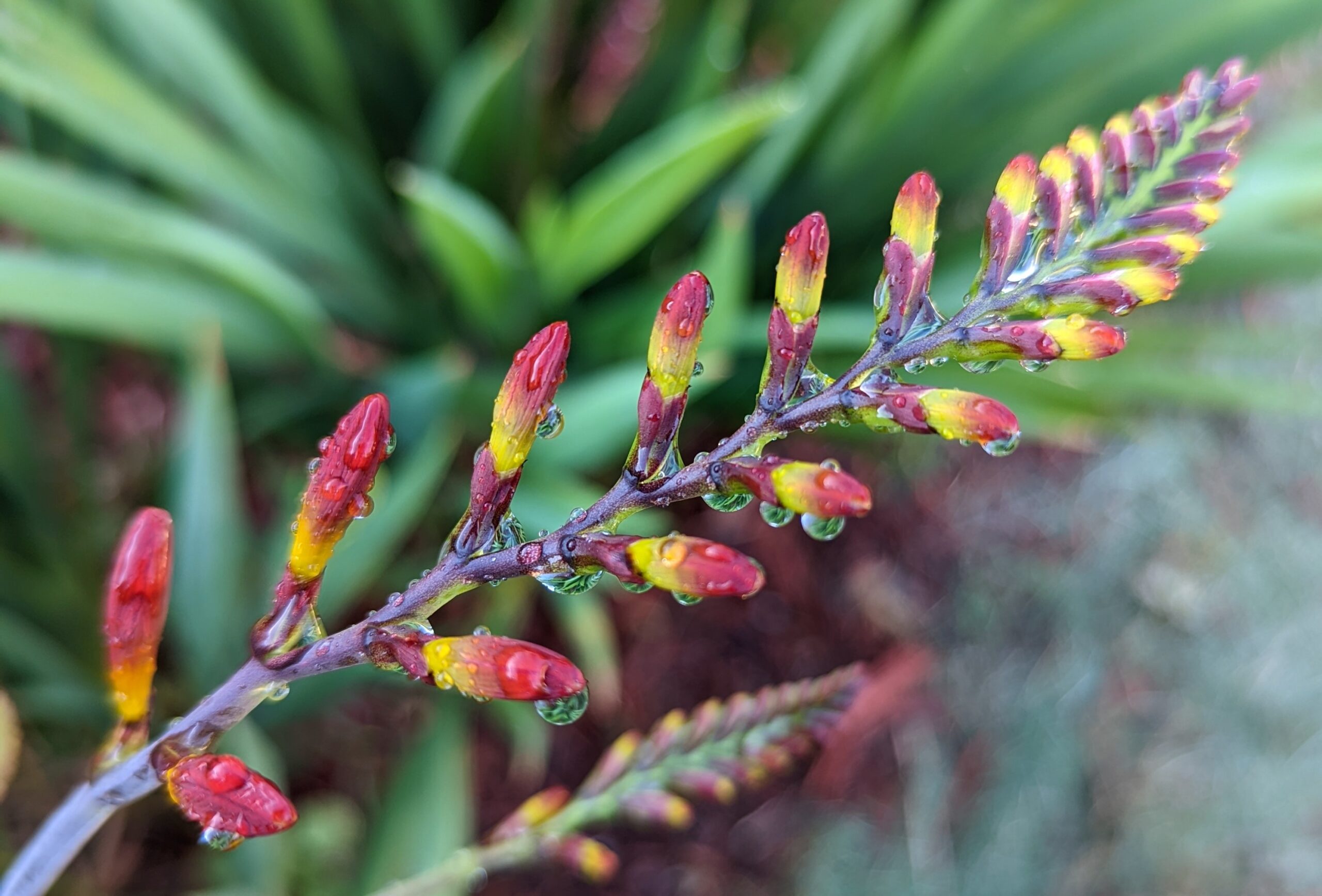 Crocosmia flower buds about to bloom 