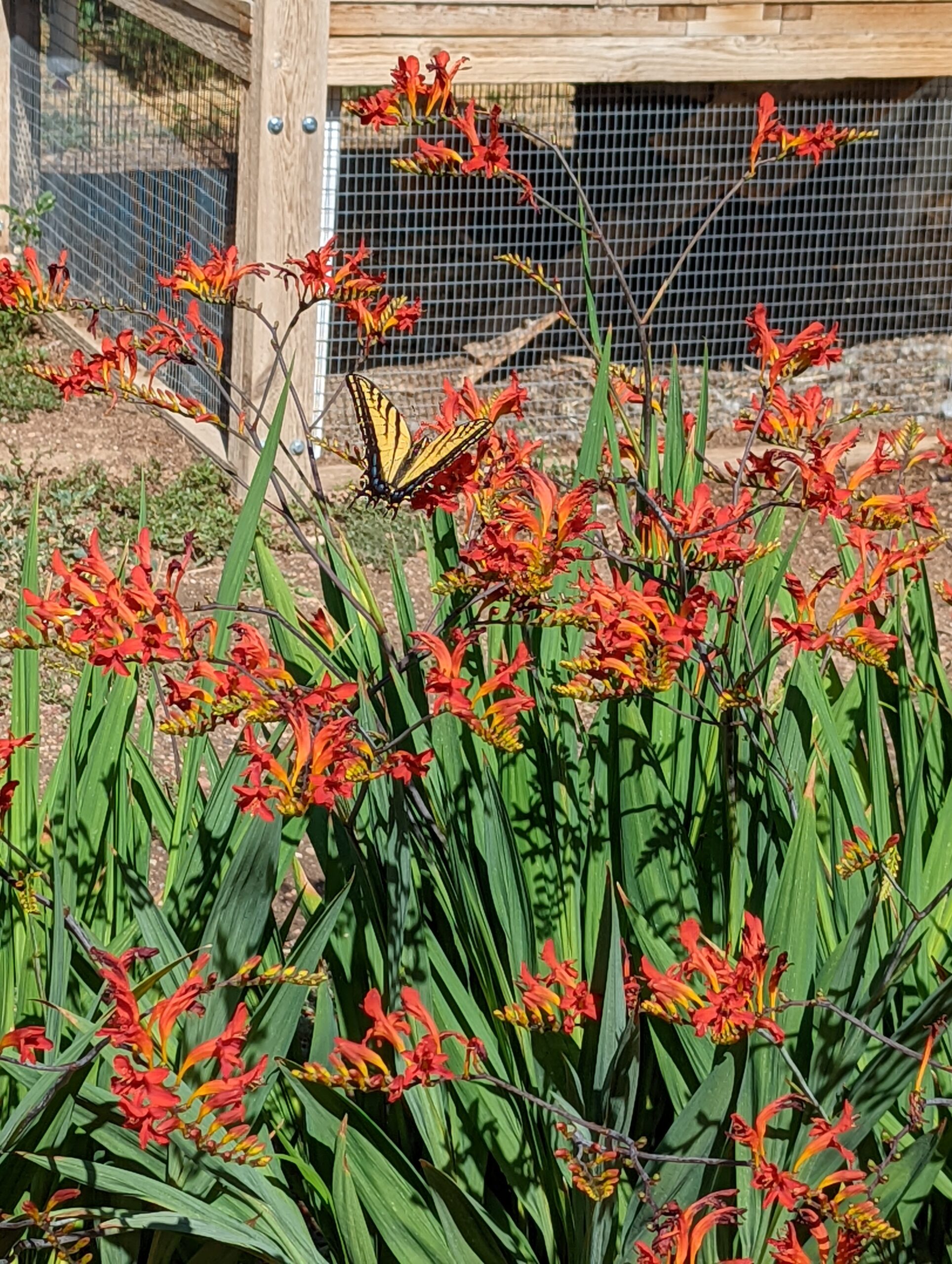 A butterfly feeding on a stand of Crocosmia.