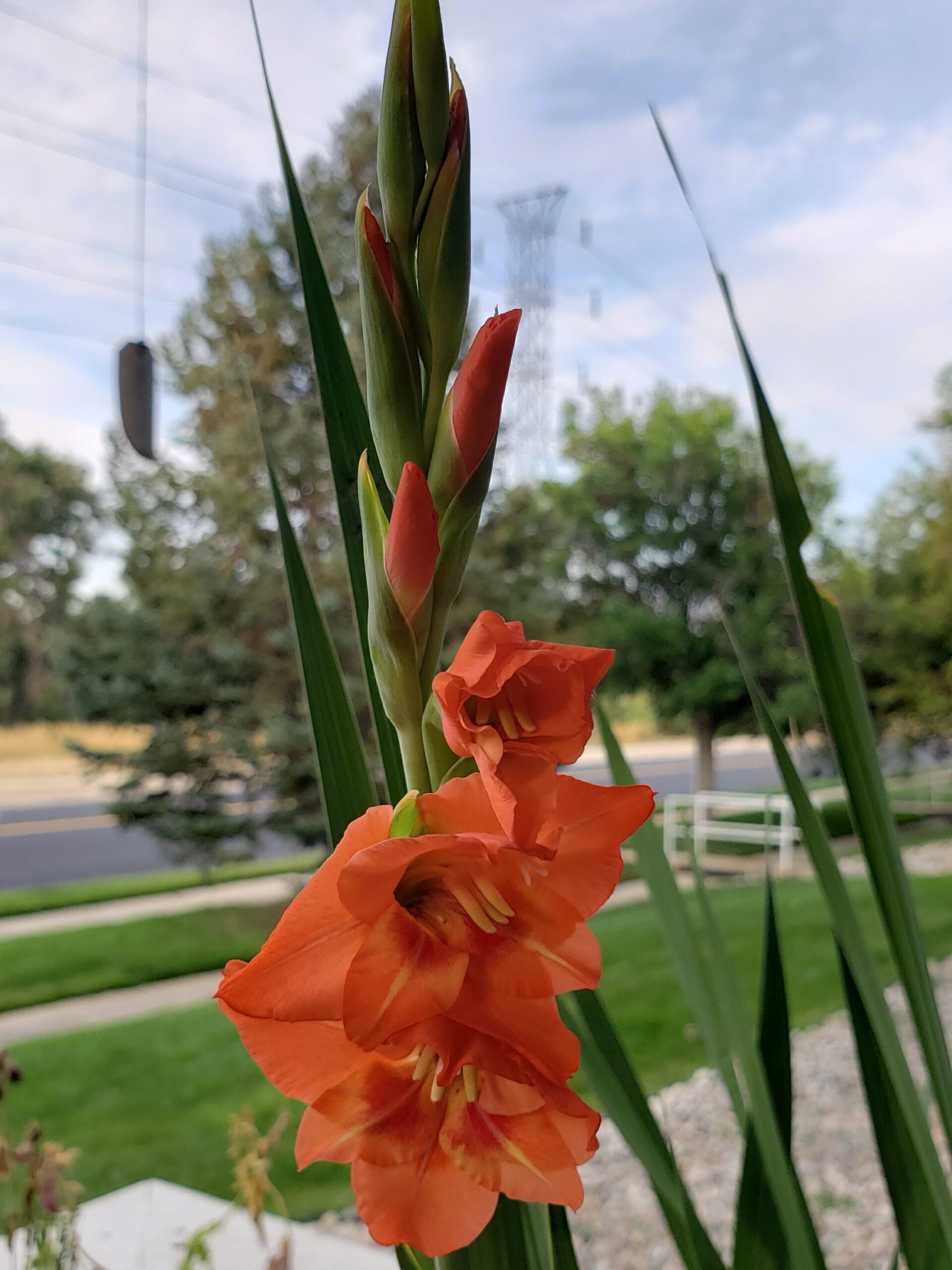A Gladiolus in bloom